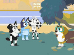 Bluey Bluey