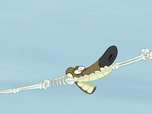 Zig et Sharko