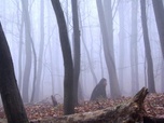 Robin des Bois